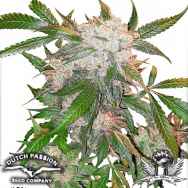 Dutch Passion Seeds White Widow